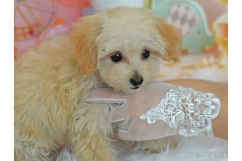 成約済の埼玉県のチワプー:チワワ×トイプードル-308713の40枚目
